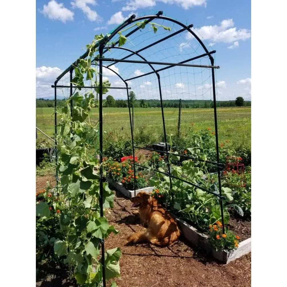 Extra Tall Garden Arch Titan Squash Tunnel